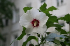 002a_eingang_und garten