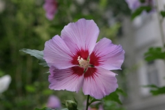 002b_eingang_und garten