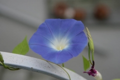 002c_eingang_und garten